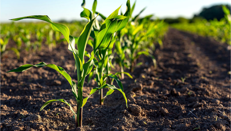 Rural agribusiness approach