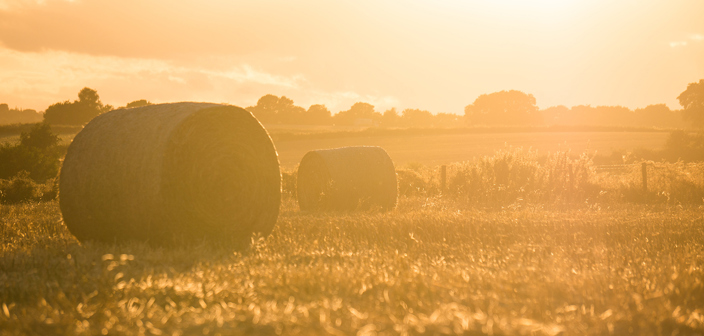 Rural and agribusiness