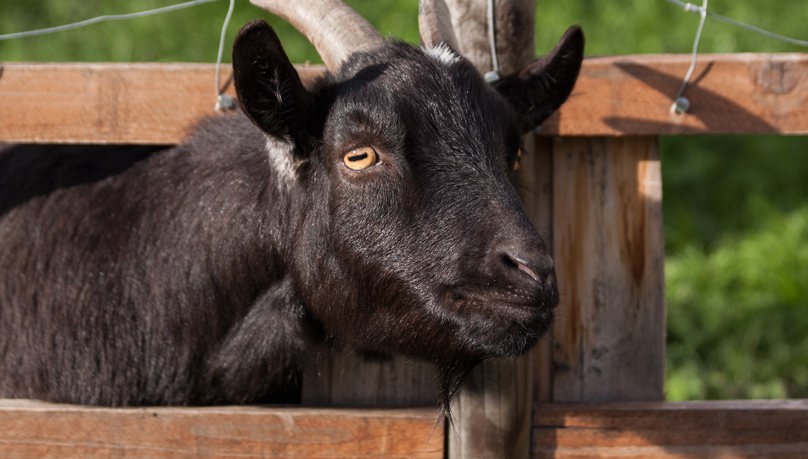 Goat 8