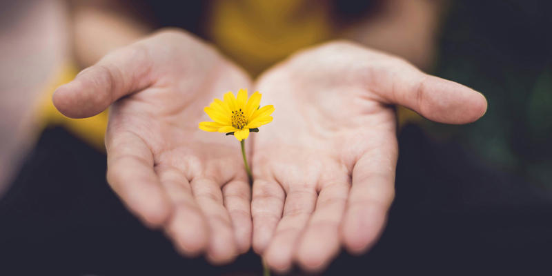 A small yellow flower stem between a person's hands. Philanthropic boom—STEP Journal