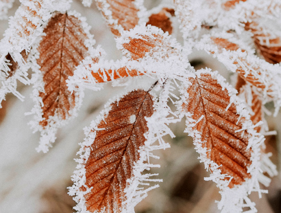 Russell-Cooke private client news Jan 2024. Brown leaves on a tree with frost
