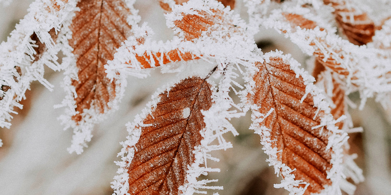 Russell-Cooke private client news Jan 2024. Brown leaves on a tree with frost