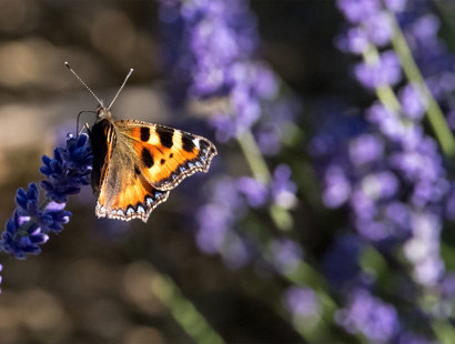 Rural asset management and diversification